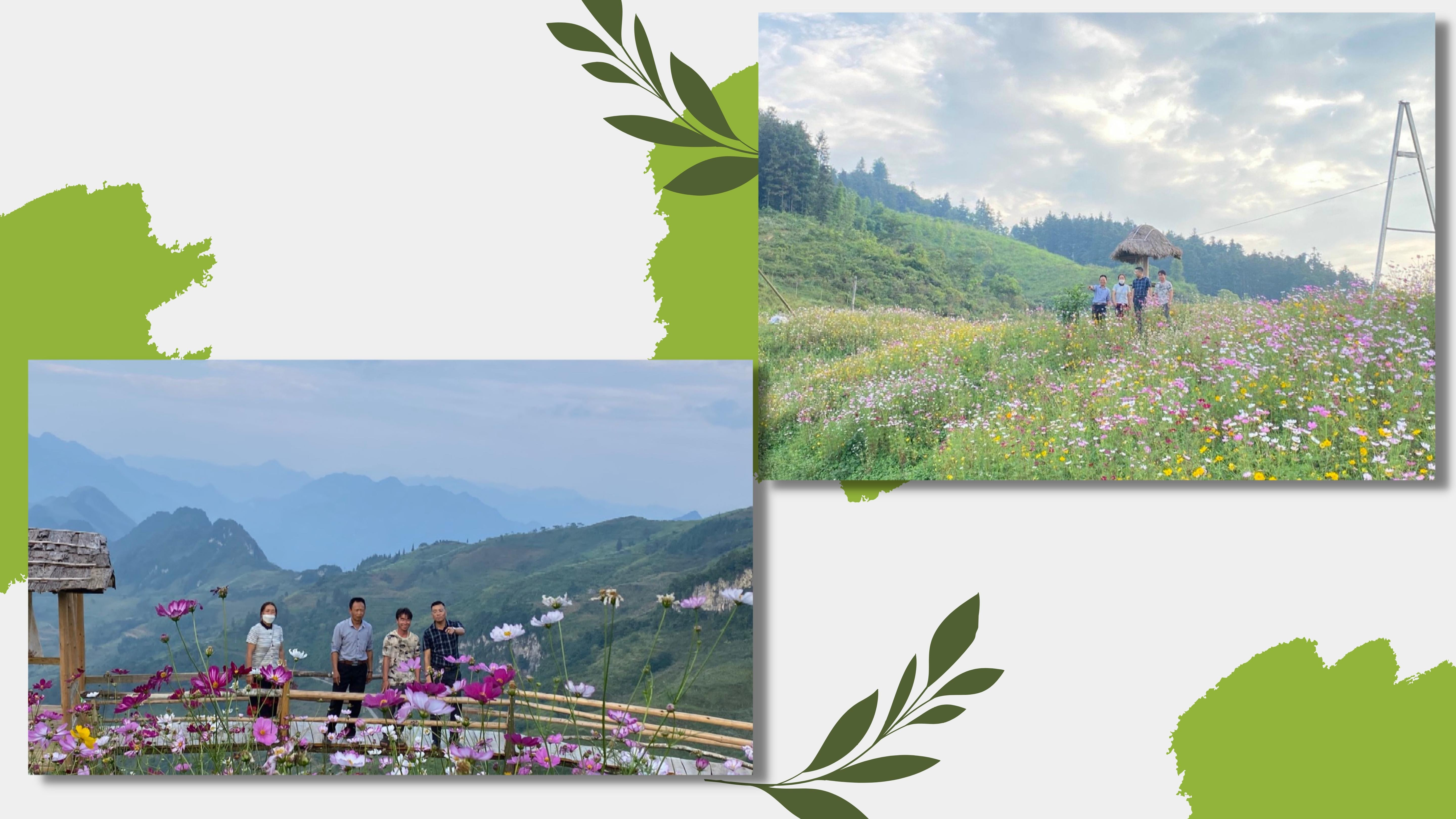 Hoa cánh bướm nở rực rỡ trên núi Sao Cô Sỉn.