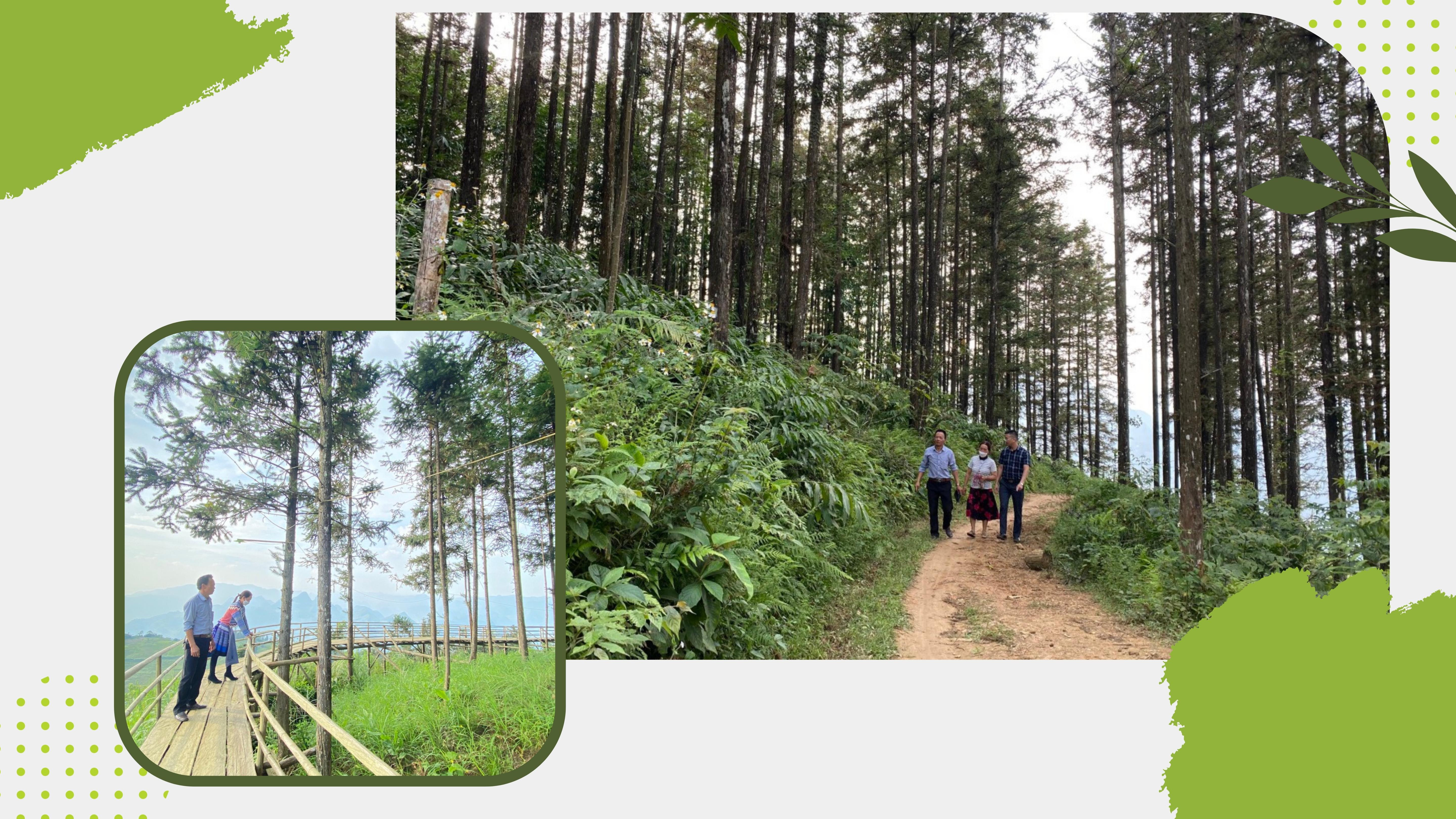 Những cánh rừng sa mộc gần 30 năm là điểm nhấn ở Sao Cô Sỉn.