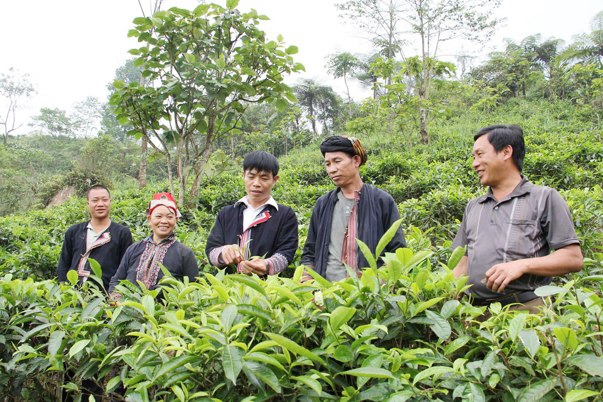 Đồng bào dân tộc thiểu số áp dụng khoa học kỹ thuật vào sản xuất để nâng cao hiệu quả kinh tế.