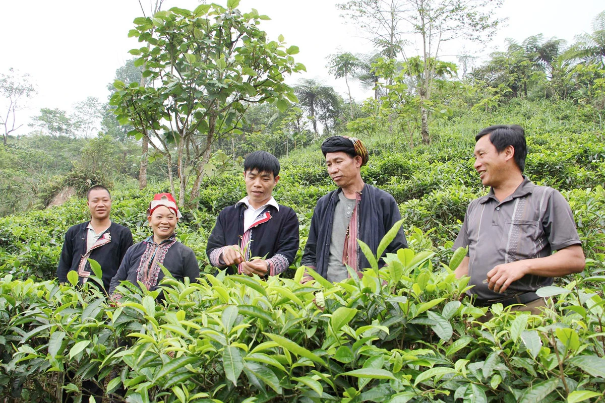 Đồng bào dân tộc thiểu số áp dụng khoa học kỹ thuật vào sản xuất để nâng cao hiệu quả kinh tế. Đồng bào dân tộc thiểu số áp dụng khoa học kỹ thuật vào sản xuất để nâng cao hiệu quả kinh tế.