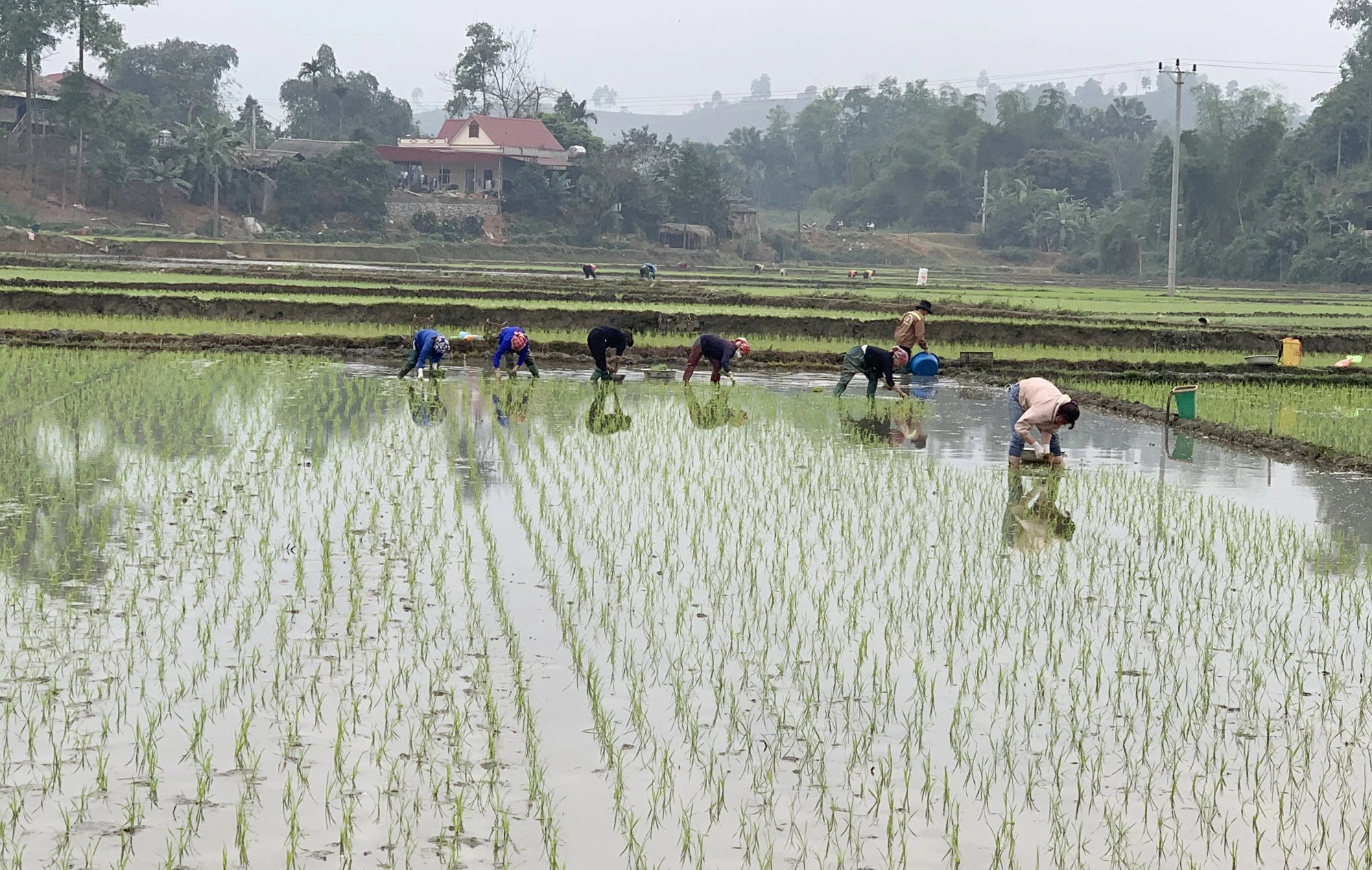 Chuẩn bị mạ để cấy. Nông dân đổi công để đẩy nhanh tiến độ cấy lúa xuân. Những giống lúa lựa chọn đưa vào cấy là giống có khả năng chống chịu sâu bệnh và năng suất cao, như Hương Thơm số 7, Hương Thuần 8, Thiên ưu 8... Bón phân NPK cho ruộng lúa mới cấy. Phun thuốc phòng, trừ ốc bươu vàng hại lúa. Nhiều diện tích cơ bản hoàn thành cấy lúa xuân theo đúng khung thời vụ.