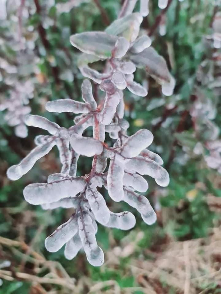 Từ sáng sớm 20/2, băng giá đã phủ kín đỉnh Lảo Thẩn.