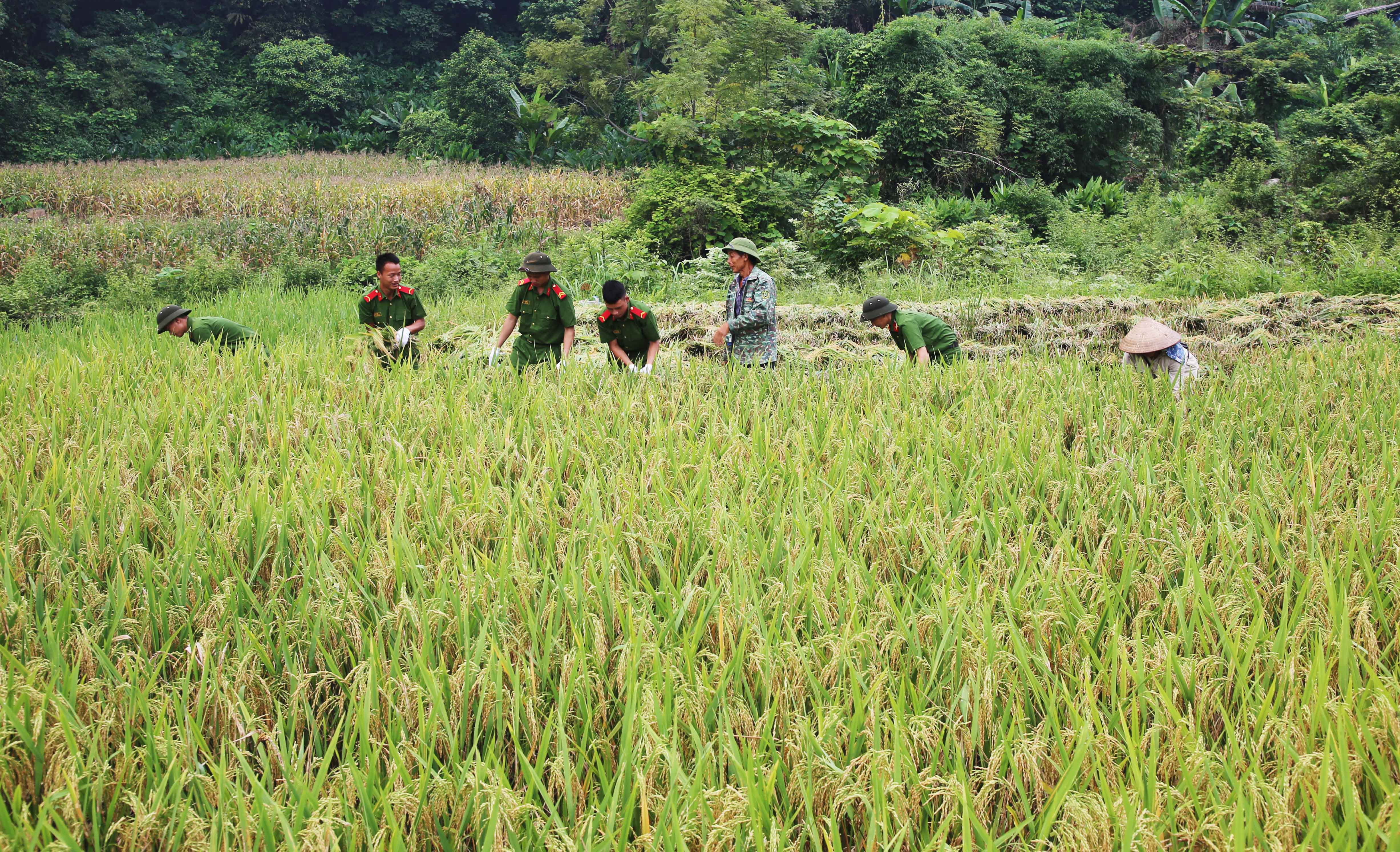 Đoàn viên, thanh niên giúp nông dân thu hoạch lúa. Thắm tình quân dân. Tuyên truyền phòng, chống đuối nước và phòng, chống ma túy cho trẻ em thôn Vi Phái. Cấp căn cước công dân cho người dân xã Bản Qua.