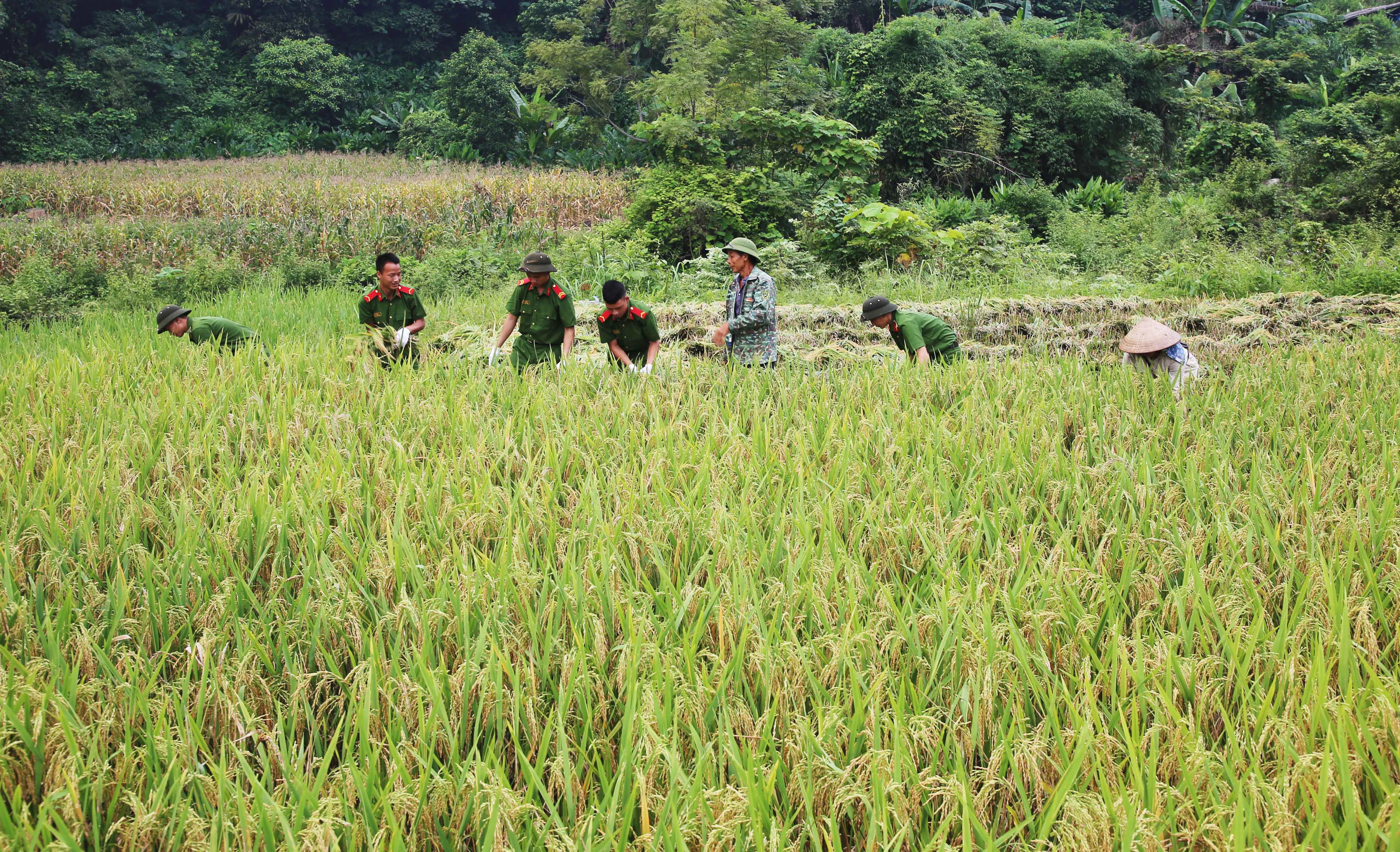 Đoàn viên, thanh niên giúp nông dân thu hoạch lúa. Thắm tình quân dân. Tuyên truyền phòng, chống đuối nước và phòng, chống ma túy cho trẻ em thôn Vi Phái. Cấp căn cước công dân cho người dân xã Bản Qua.