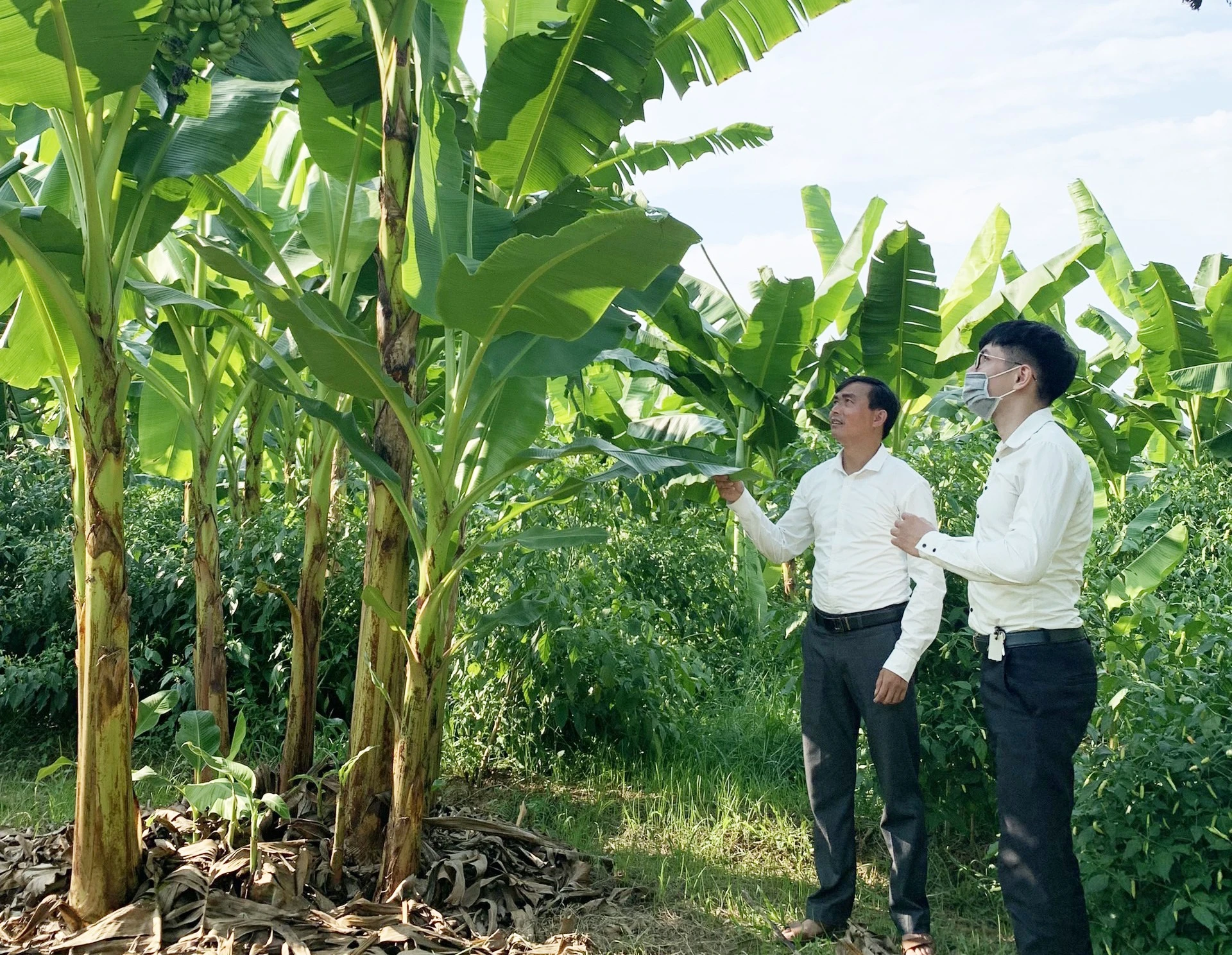 Xã Sơn Hải phát triển trồng chuối ngự để tăng thu nhập cho người dân. Xã Sơn Hải phát triển trồng chuối ngự để tăng thu nhập cho người dân.