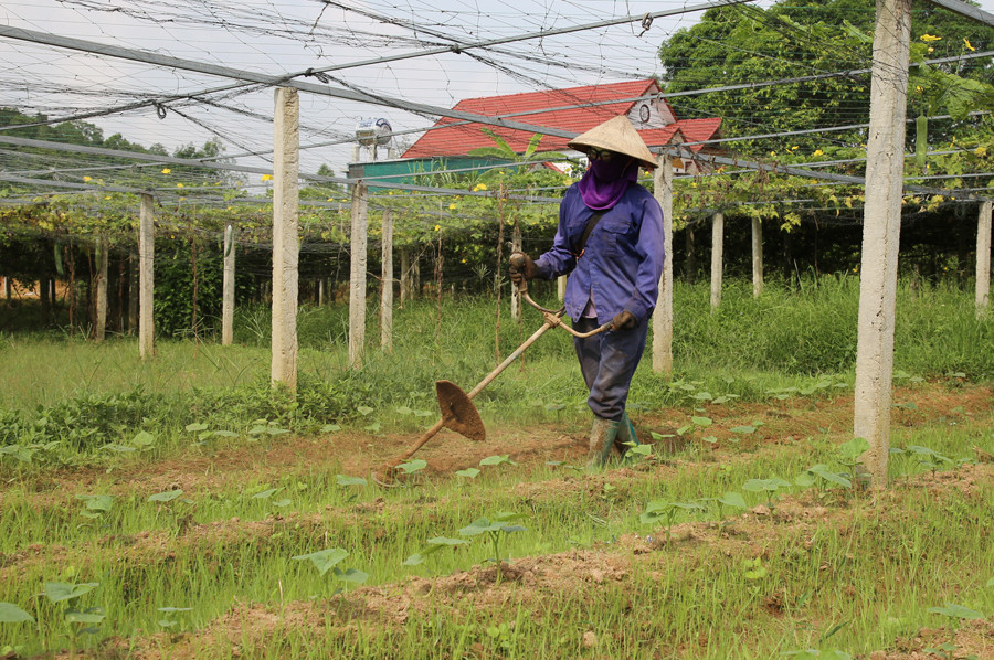 Nông dân thôn Soi Cờ, xã Gia Phú chăm sóc rau.