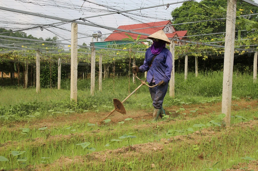 Nông dân thôn Soi Cờ, xã Gia Phú chăm sóc rau.