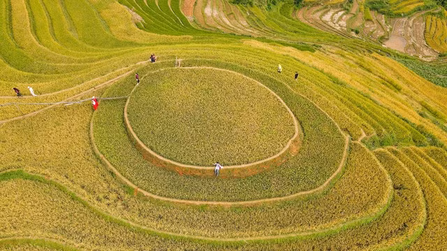 Bức tranh mùa vàng đẹp ngỡ ngàng của đồi mâm xôi ở Yên Bái - Ảnh 1.