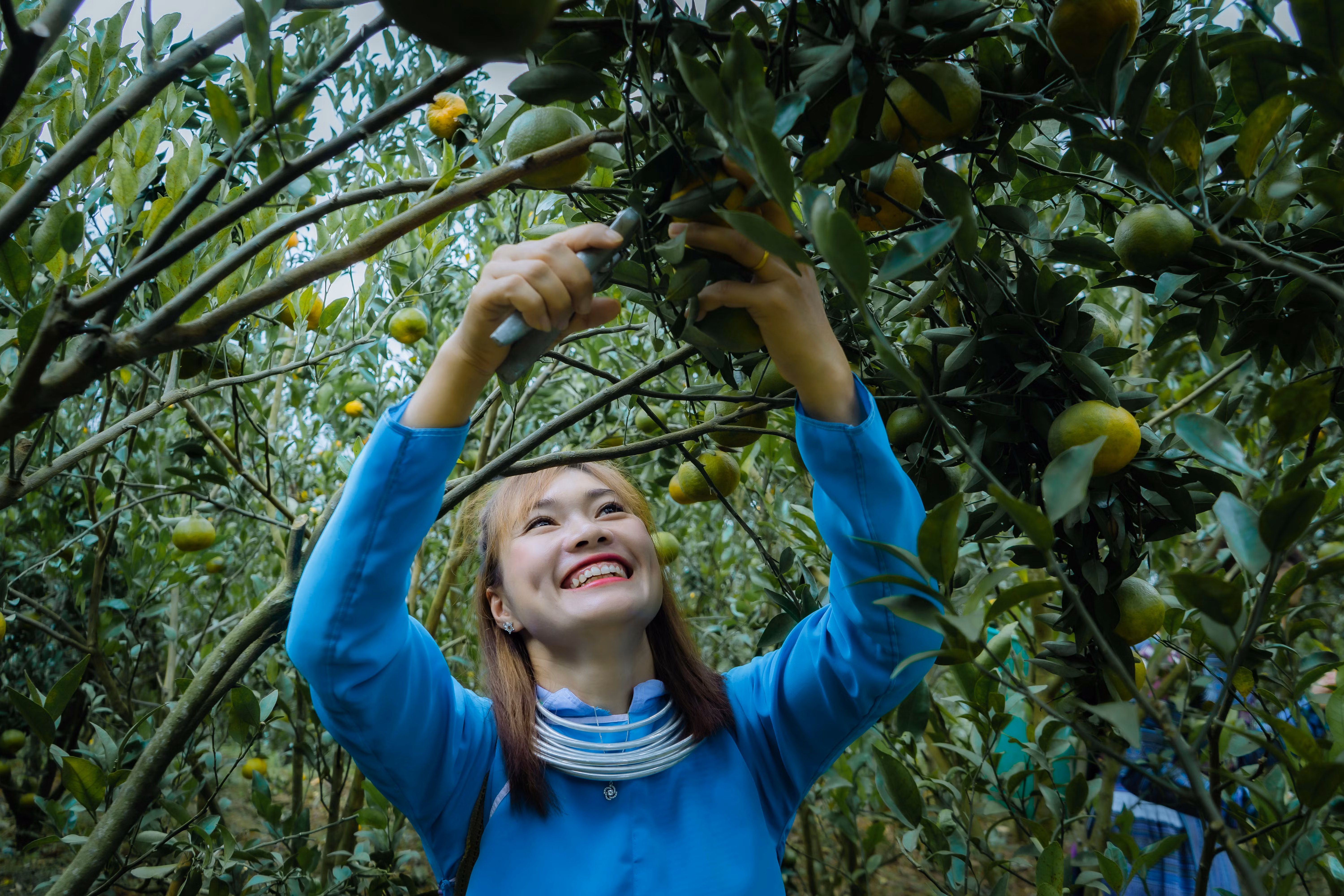 Mường Khương mùa quýt chín ảnh 1 Mường Khương mùa quýt chín ảnh 1