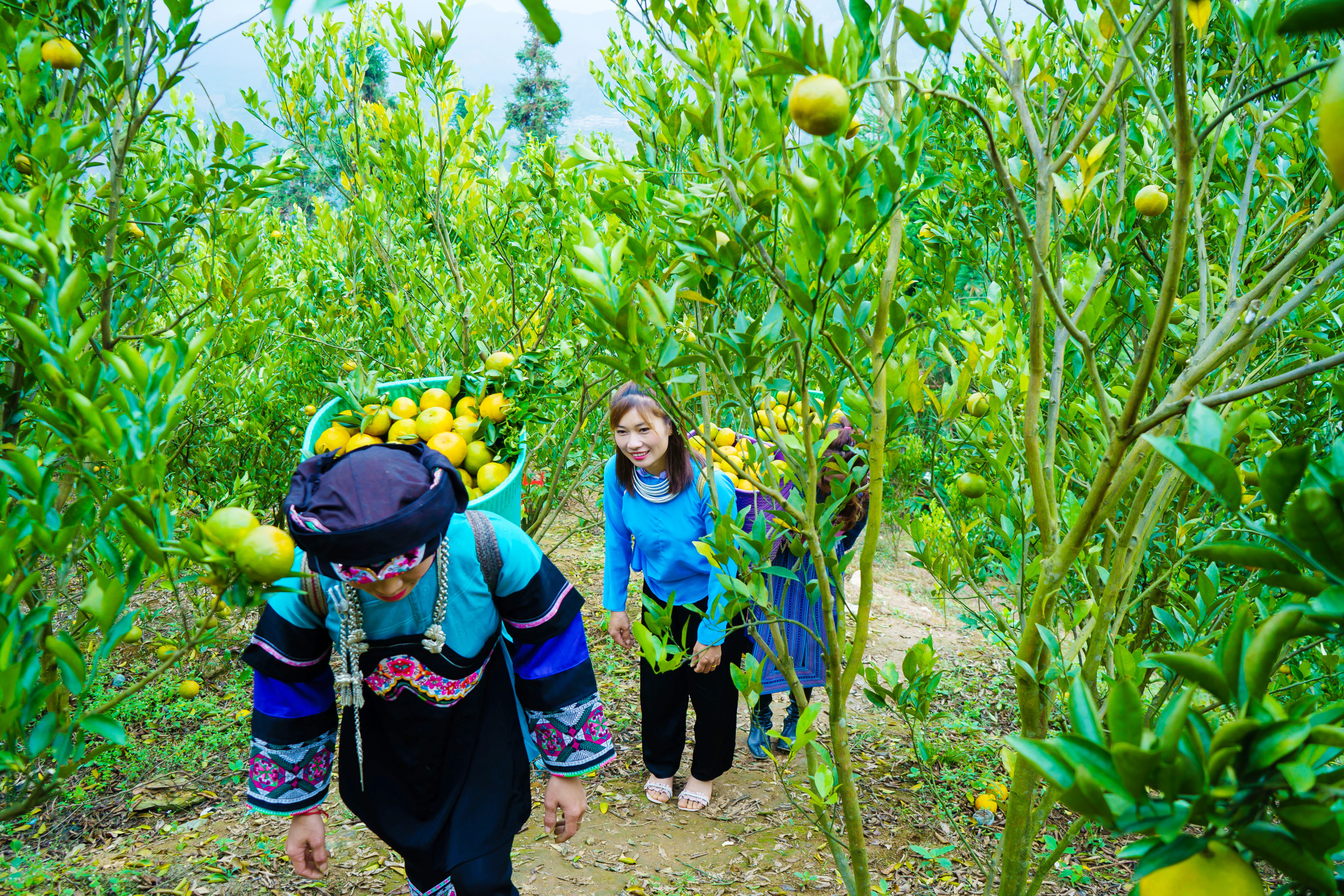 Quýt năm nay được giá hơn so với mọi năm, dao động từ 20 - 25 nghìn đồng/kg.