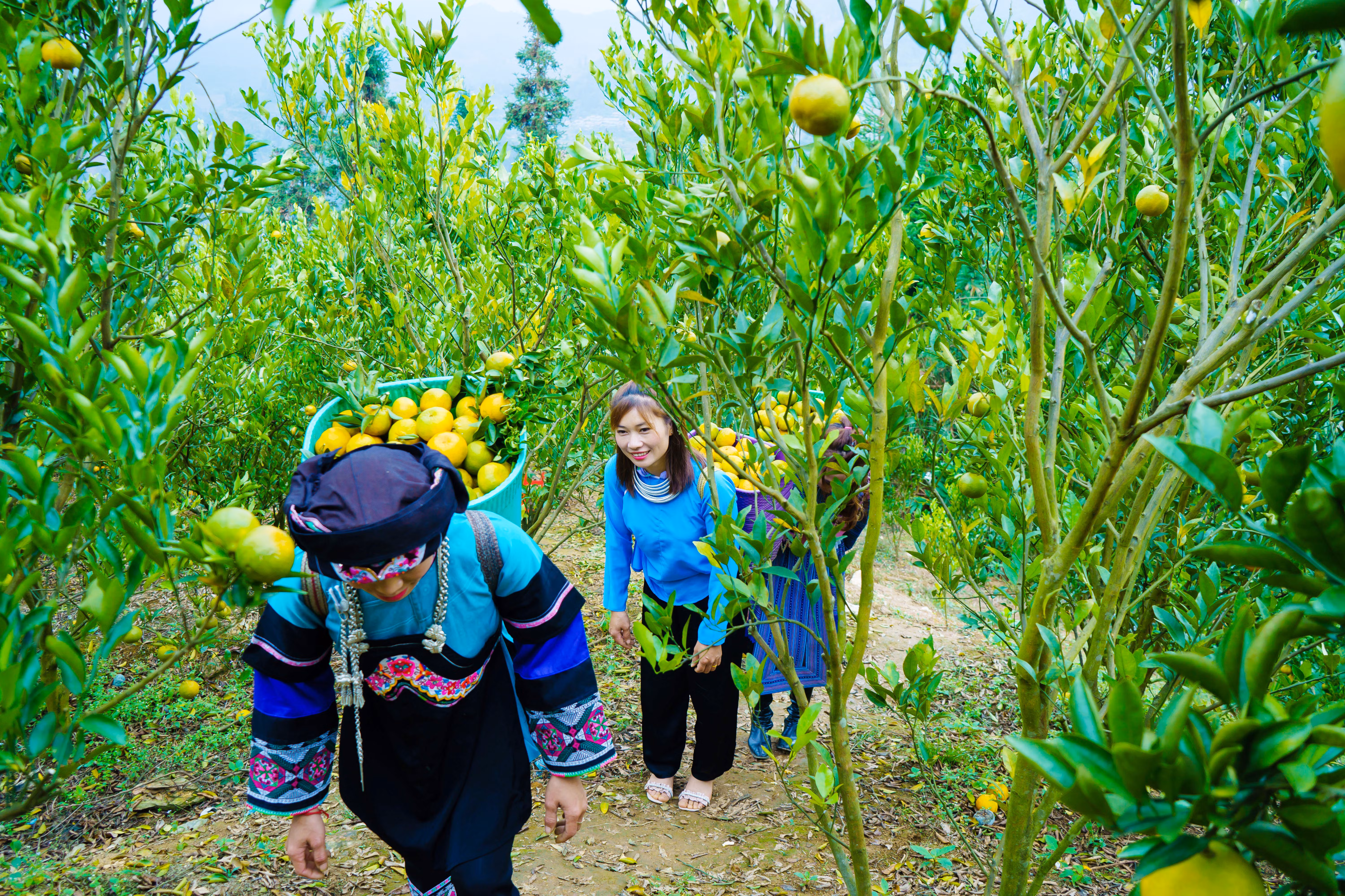 Quýt năm nay được giá hơn so với mọi năm, dao động từ 20 - 25 nghìn đồng/kg. Quýt năm nay được giá hơn so với mọi năm, dao động từ 20 - 25 nghìn đồng/kg.