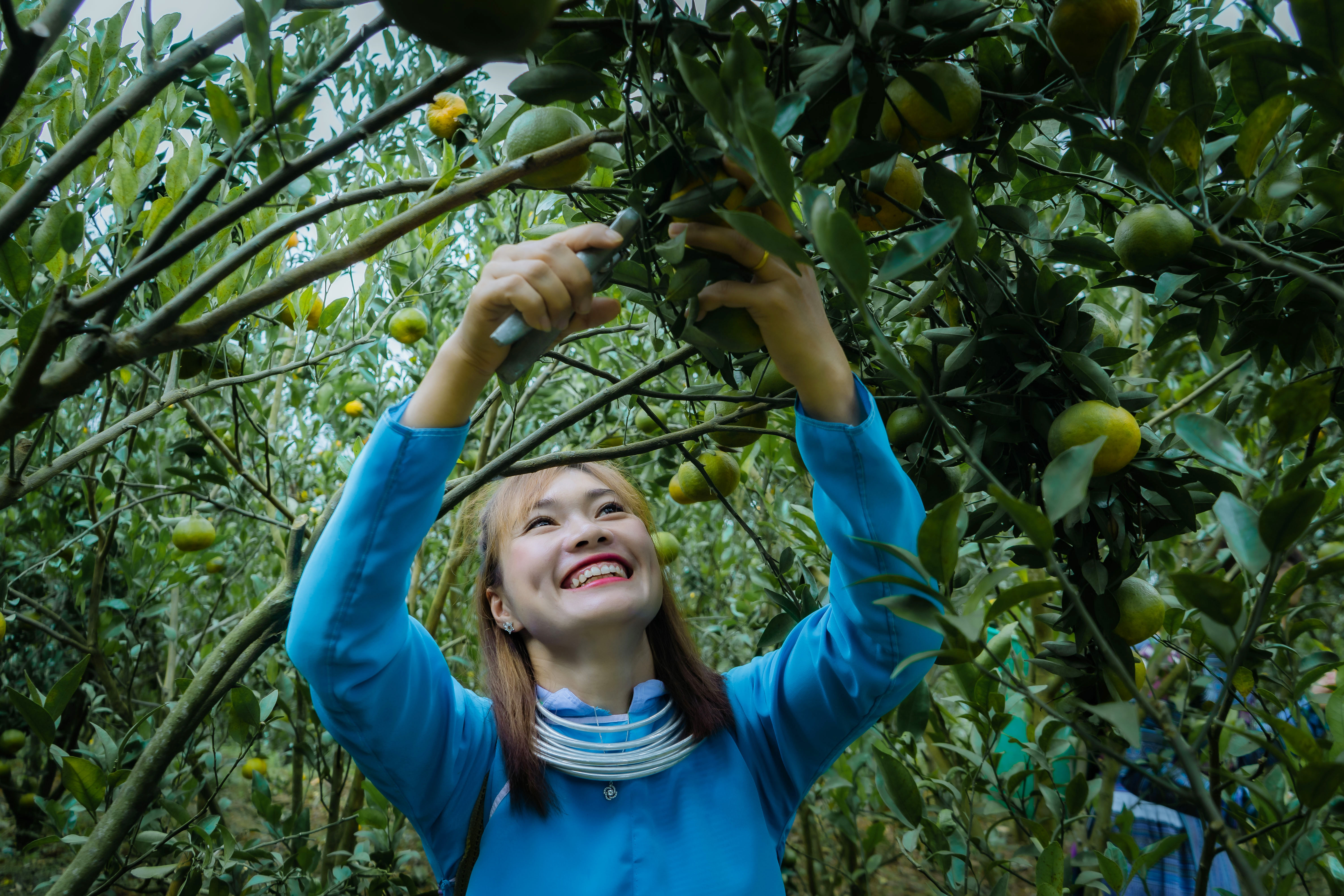 Mường Khương mùa quýt chín ảnh 1