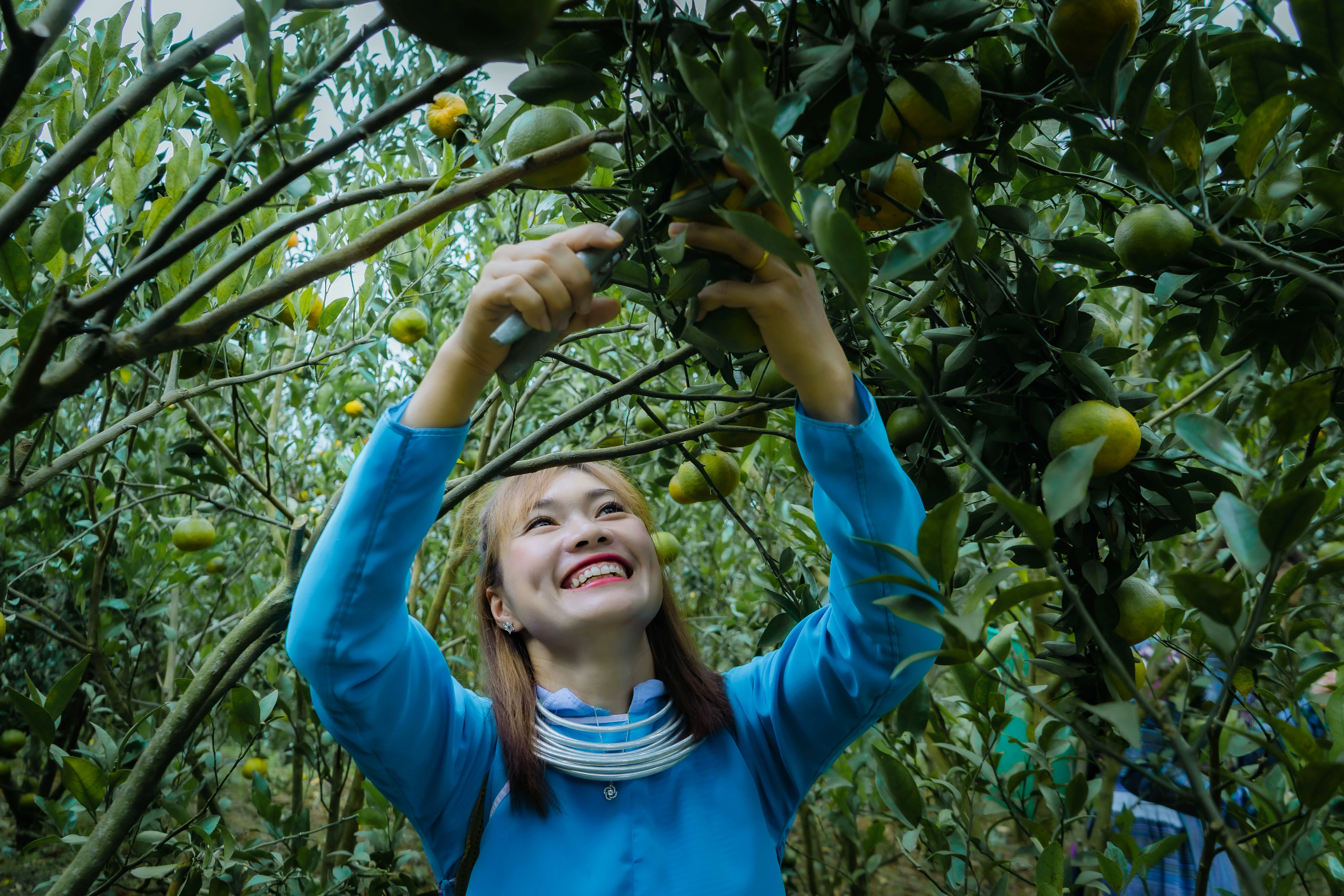 Mường Khương mùa quýt chín ảnh 1