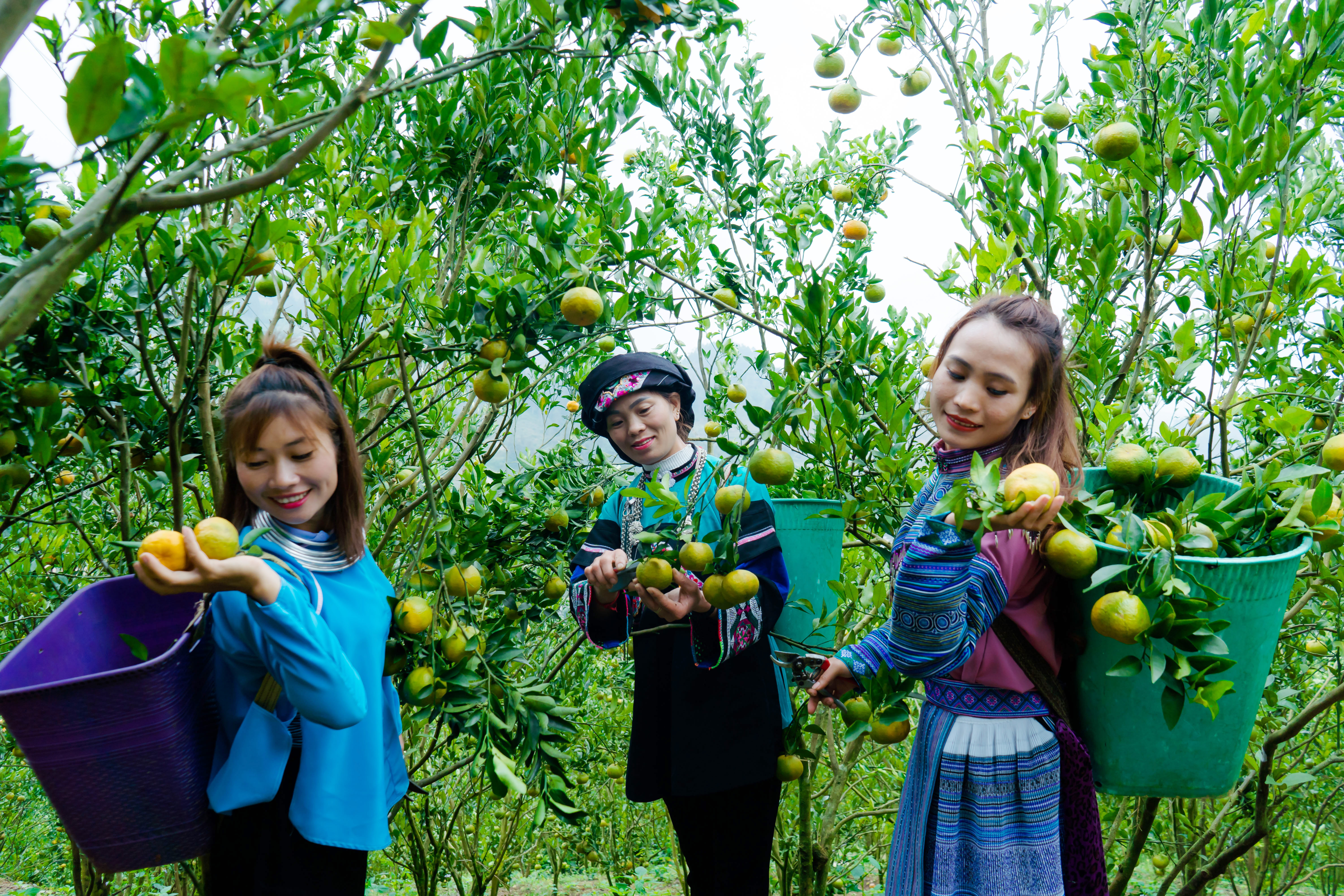Phụ nữ dân tộc Mông, Bố Y đổi công thu hoạch quýt.