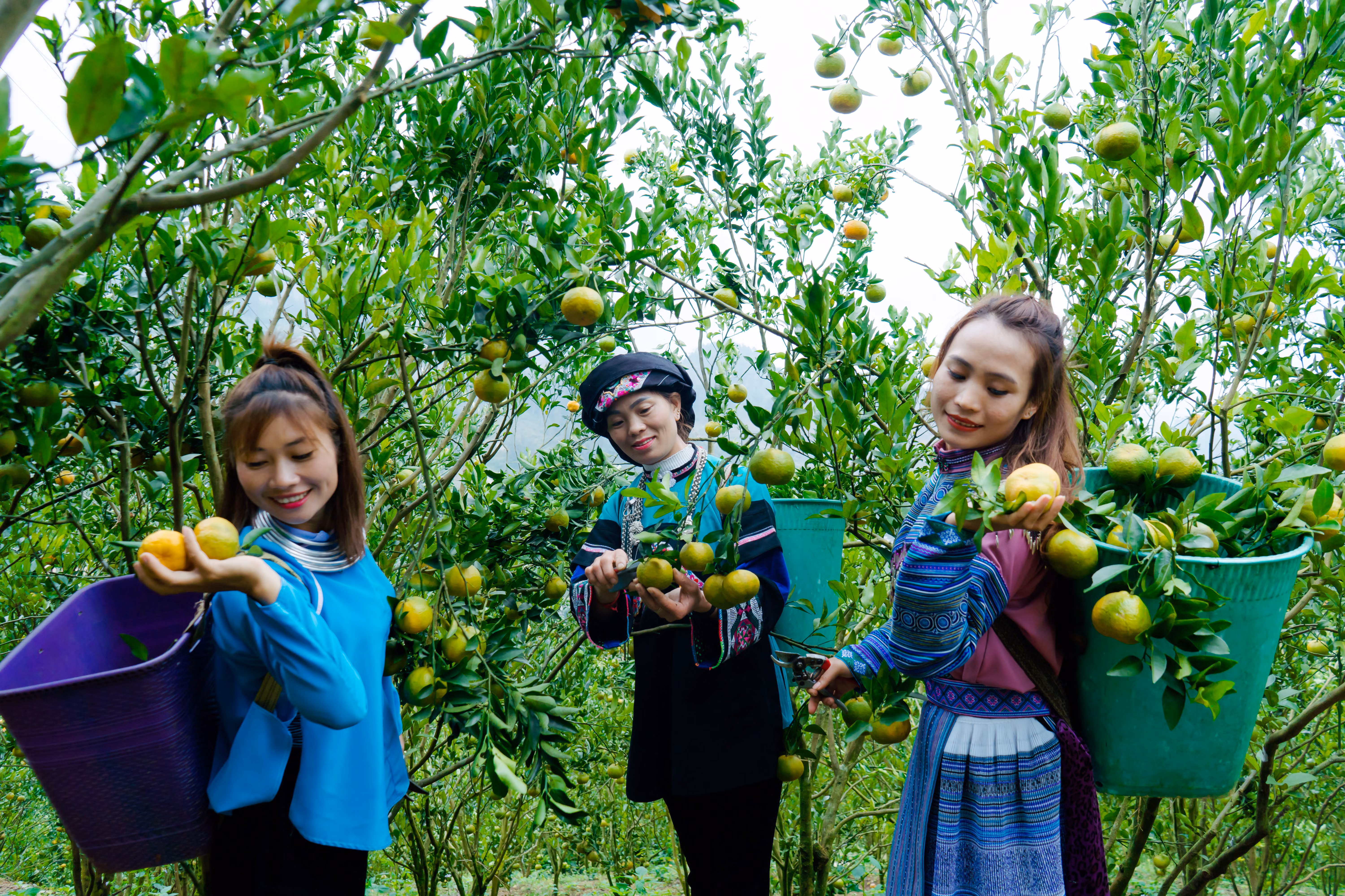 Phụ nữ dân tộc Mông, Bố Y đổi công thu hoạch quýt. Phụ nữ dân tộc Mông, Bố Y đổi công thu hoạch quýt.
