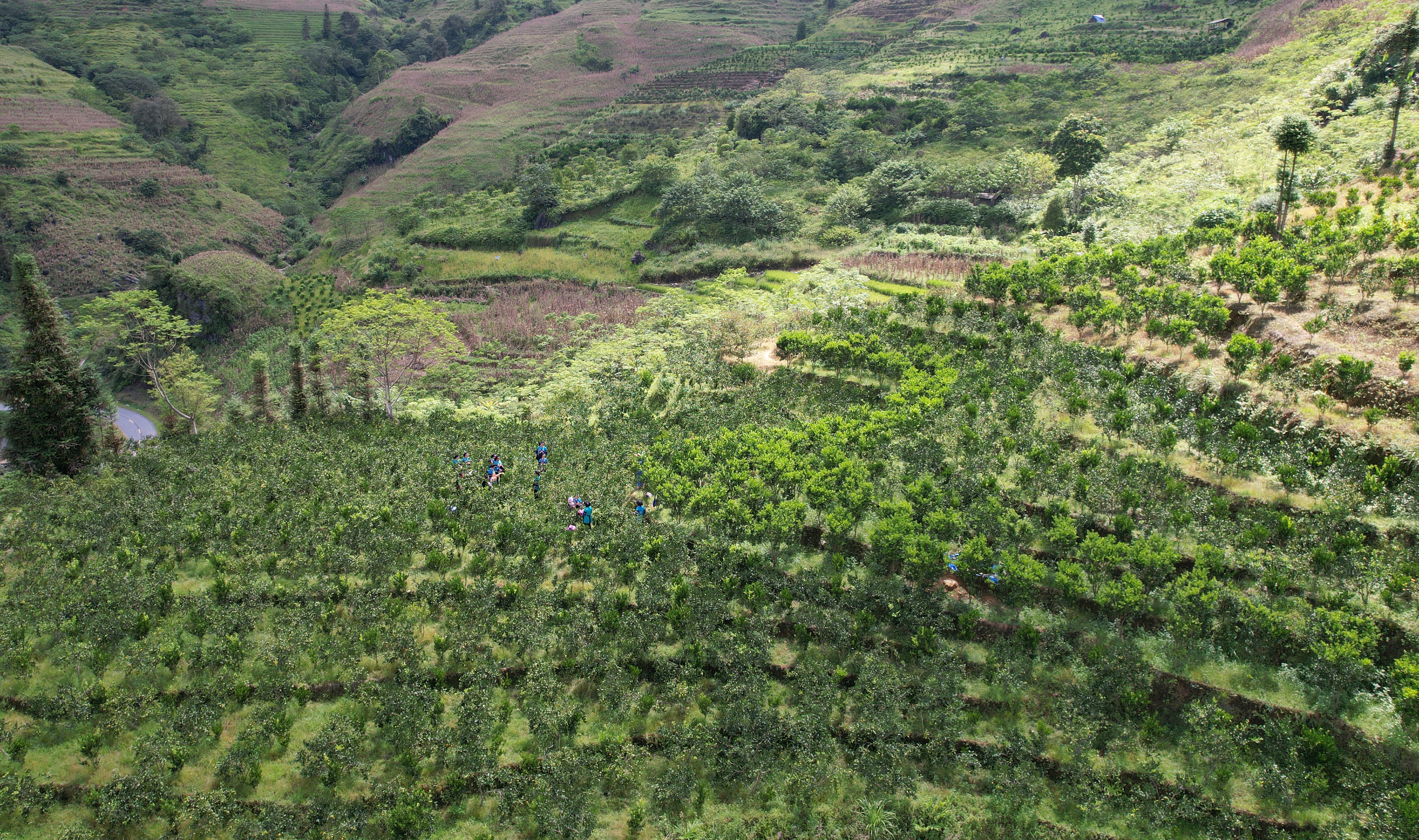 Mường Khương mùa quýt chín ảnh 5