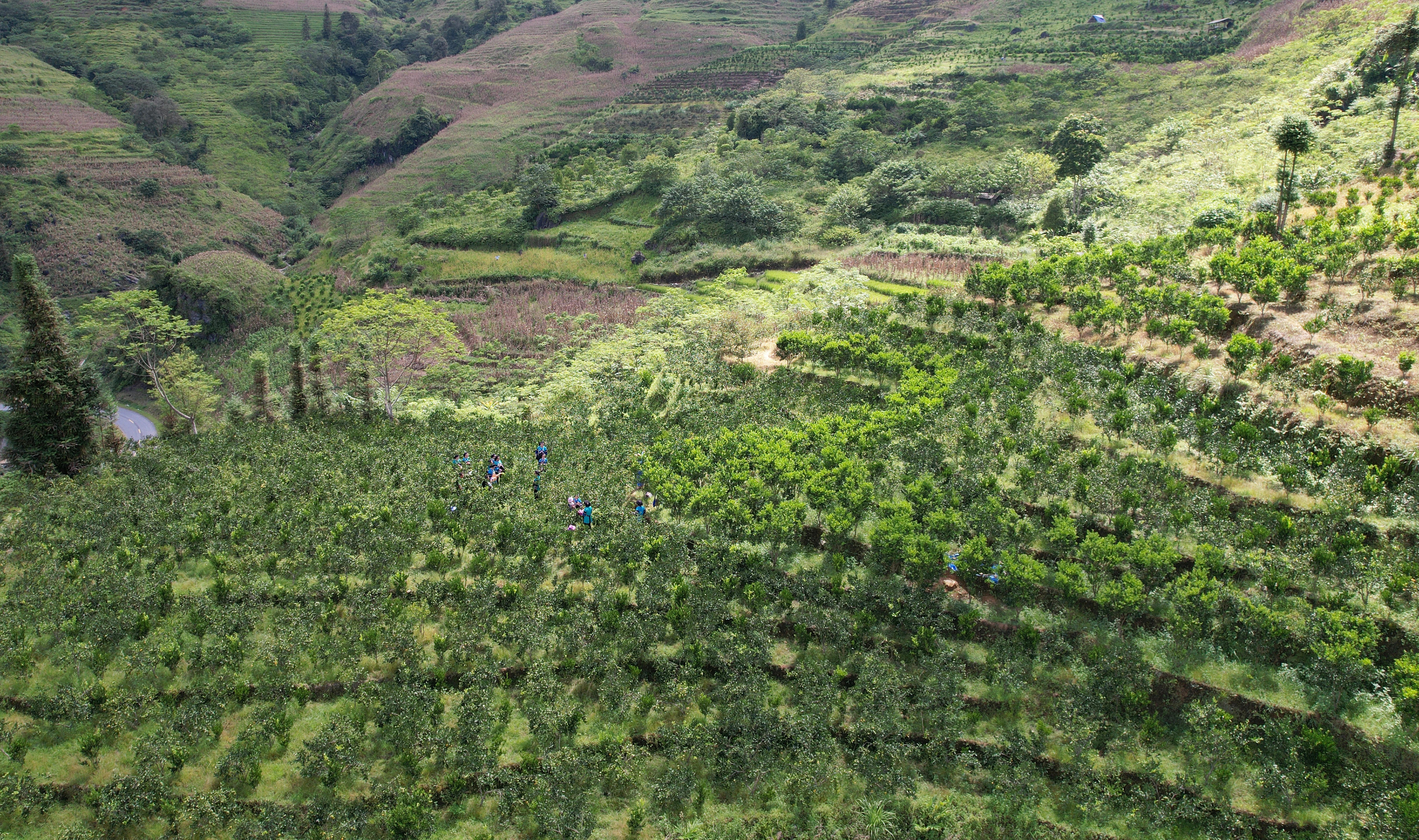 Mường Khương mùa quýt chín ảnh 5