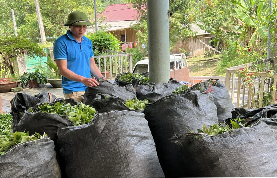 Cây chè được xác định là cây chủ lựctrong phát triển kinh tế tại huyện Bảo Yên. Cây chè được xác định là cây chủ lựctrong phát triển kinh tế tại huyện Bảo Yên.