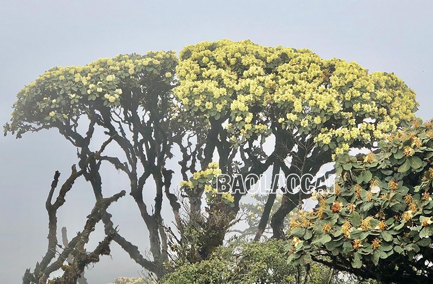 Chiêm ngưỡng vẻ đẹp “đệ nhất hoa" của núi rừng Ky Quan San ảnh 3 Chiêm ngưỡng vẻ đẹp “đệ nhất hoa" của núi rừng Ky Quan San ảnh 3