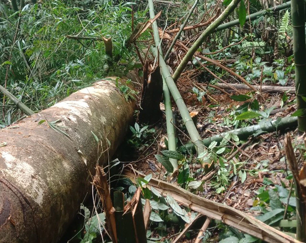 Hàng trăm ha cây hoa màu và cây lâm nghiệp bị gãy đổ, vùi lấp do mưa, lũ, dông lốc.