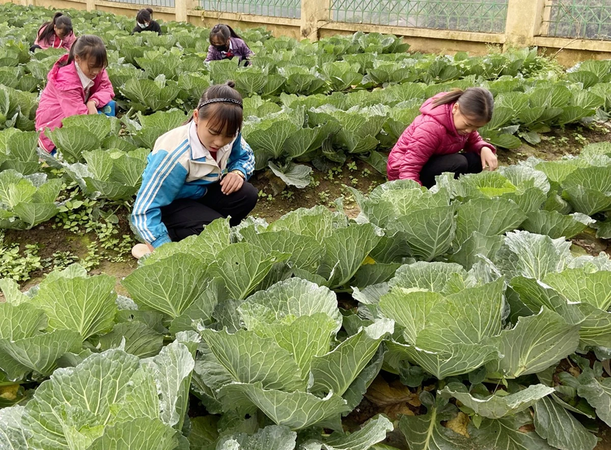 Pa Cheo tìm giải pháp nâng cao thu nhập cho người dân ảnh 1