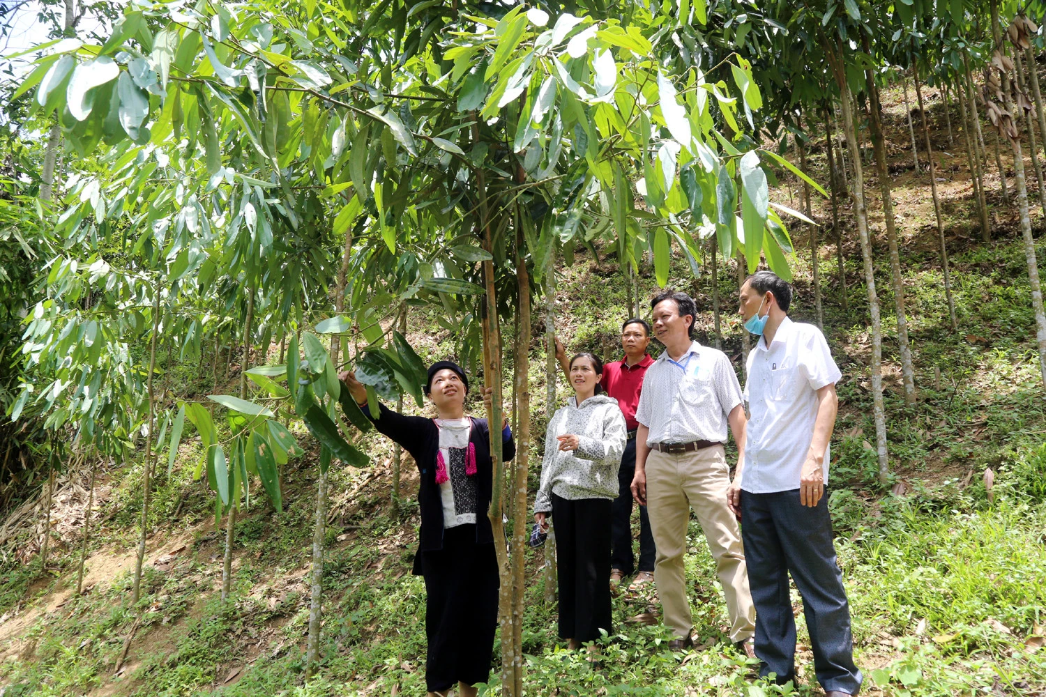 Rừng quế đem lại no ấm cho đồng bào vùng cao.