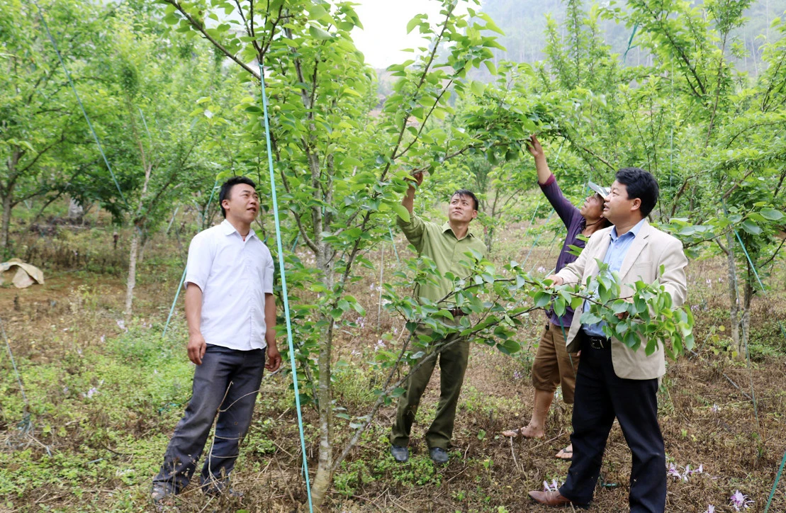 Si Ma Cai phát huy hiệu quả Nghị quyết 22 ảnh 1