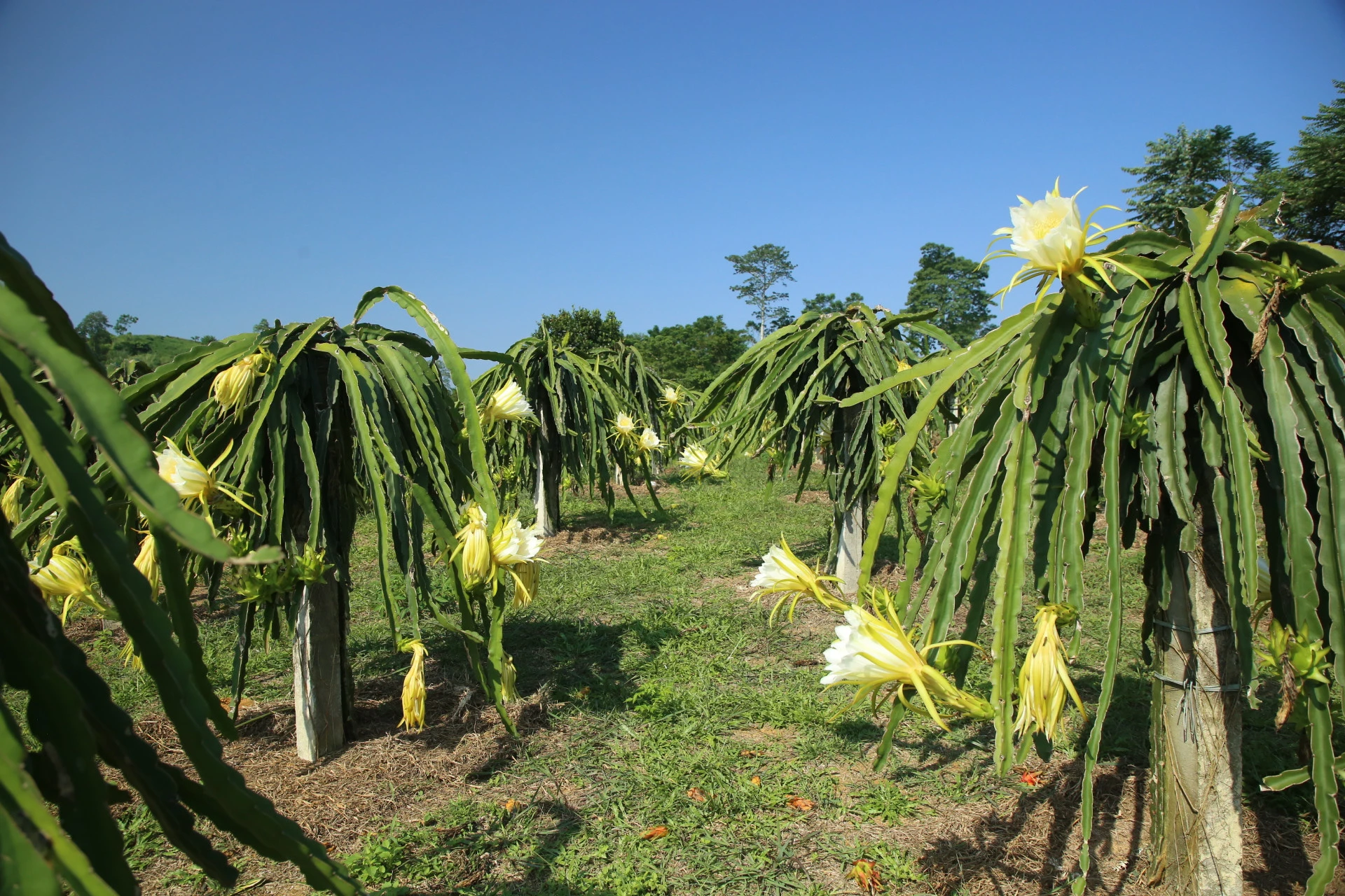 Gia đình ông Đỗ Văn Hùng là hộ đầu tiên áp dụng thành công kỹ thuật trồng thanh long cho quả quanh năm
