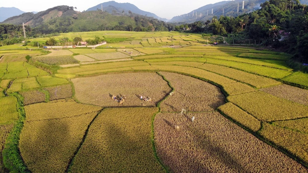 Mùa vàng bội thu dưới chân núi Con Voi. Ảnh: Trọng Ðiểm