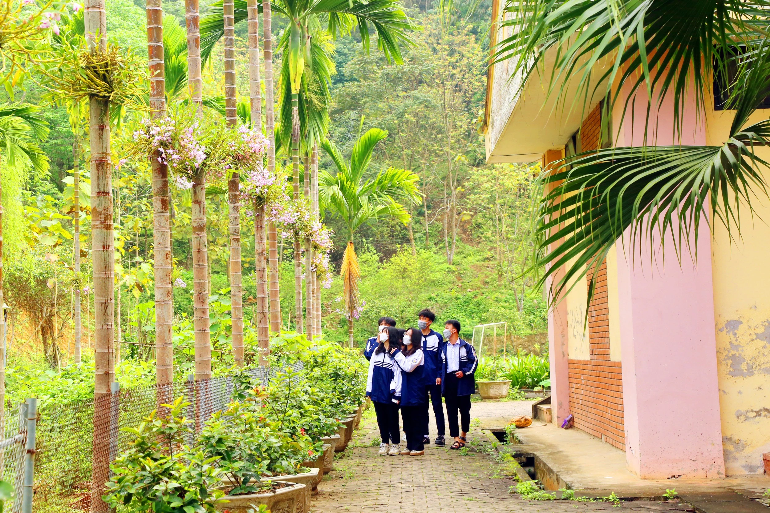 Trường THPT số 2 thành phố Lào Cai có hơn nghìn giò phong lan các loại.