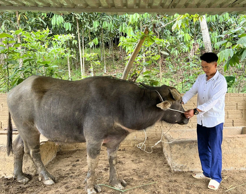 Gia đình anh Sùng Seo Xà ở thôn Làng Sa 2, xã Cốc Ly giảm nghèo bền vững nhờ chăn nuôi và trồng rừng.