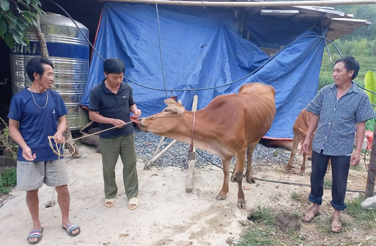 Giá gia súc giảm mạnh khiến thu nhập người dân xã Sán Chải (Si Ma Cai) gặp nhiều khó khăn. Giá gia súc giảm mạnh khiến thu nhập người dân xã Sán Chải (Si Ma Cai) gặp nhiều khó khăn.