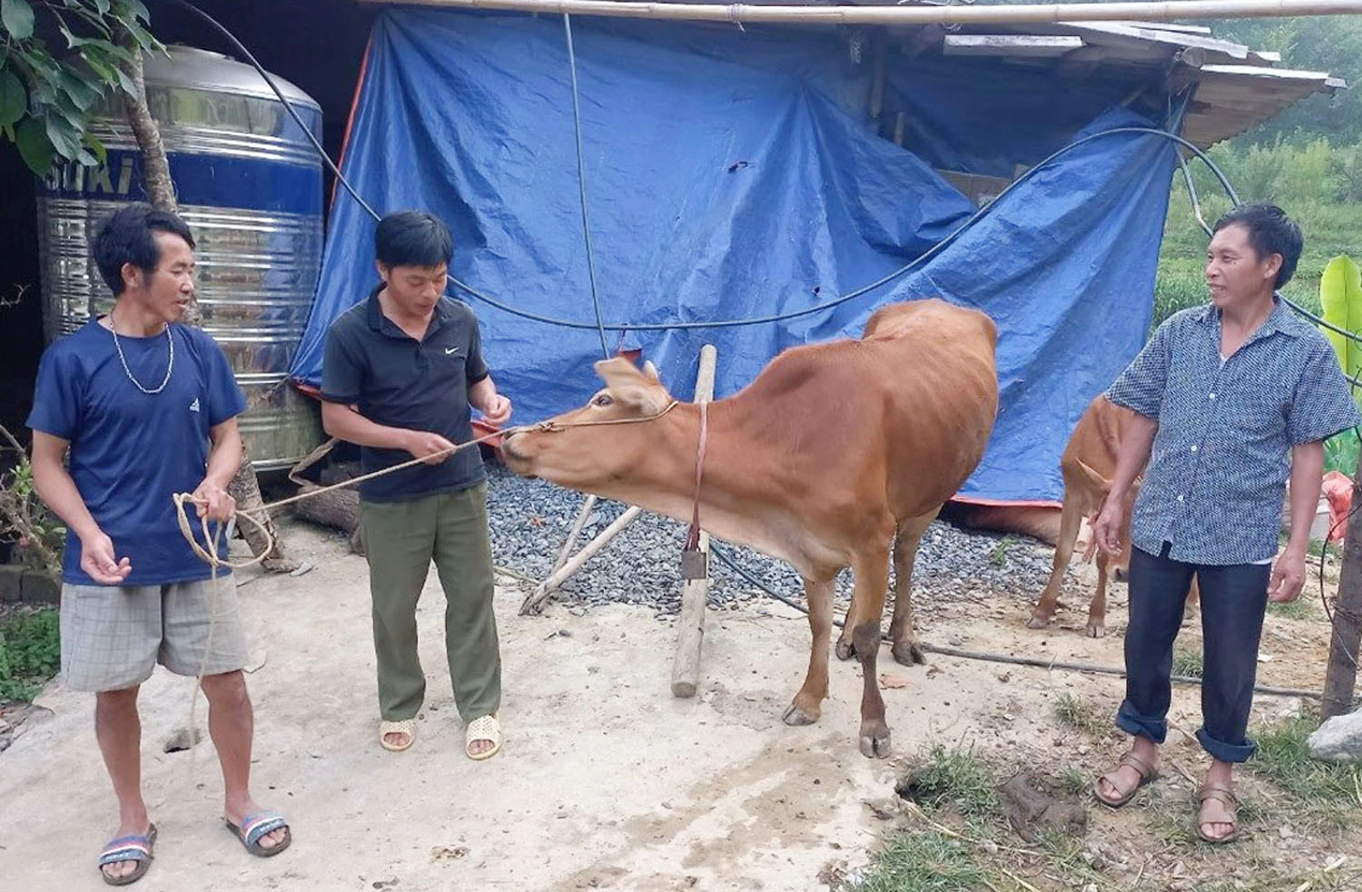 Giá gia súc giảm mạnh khiến thu nhập người dân xã Sán Chải (Si Ma Cai) gặp nhiều khó khăn.