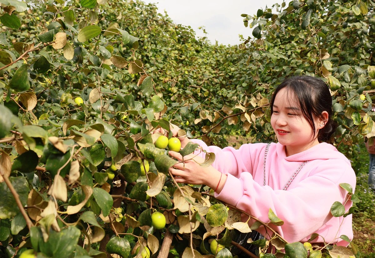 Người dân trải nghiệm, hái quả tại vườn táo ở thôn Hải Khê.