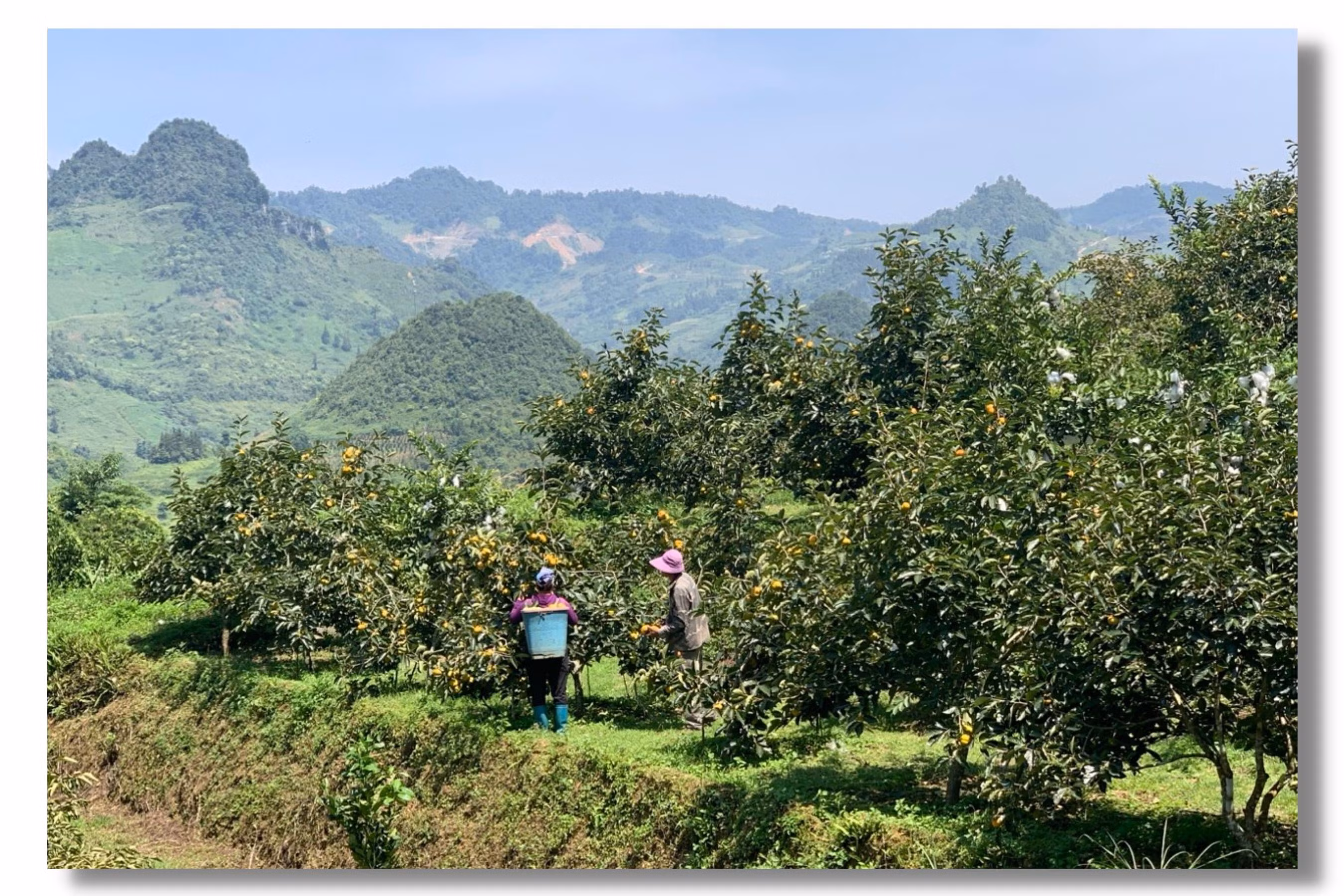 Vườn hồng của gia đình anh Vàng Dỉ Mìn vào vụ thu hoạch.