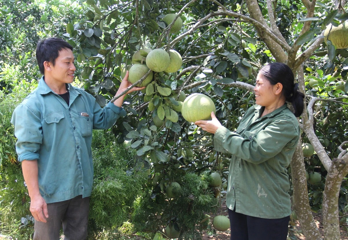 Khơi nguồn “Nhựa sống” ảnh 1