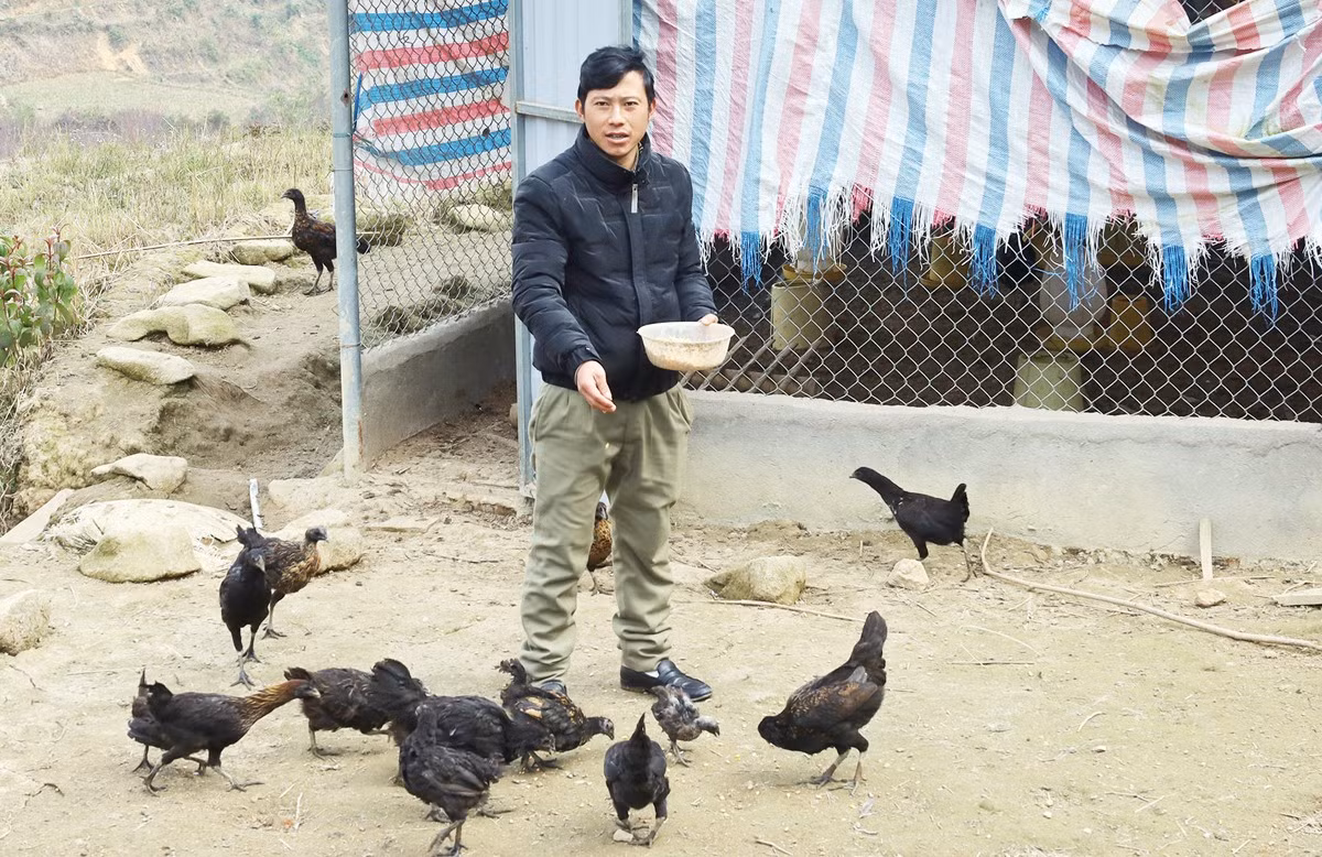 Mô hình nuôi gà đen bản địa của anh Hạng A Chở bước đầu chứng minh hiệu quả.