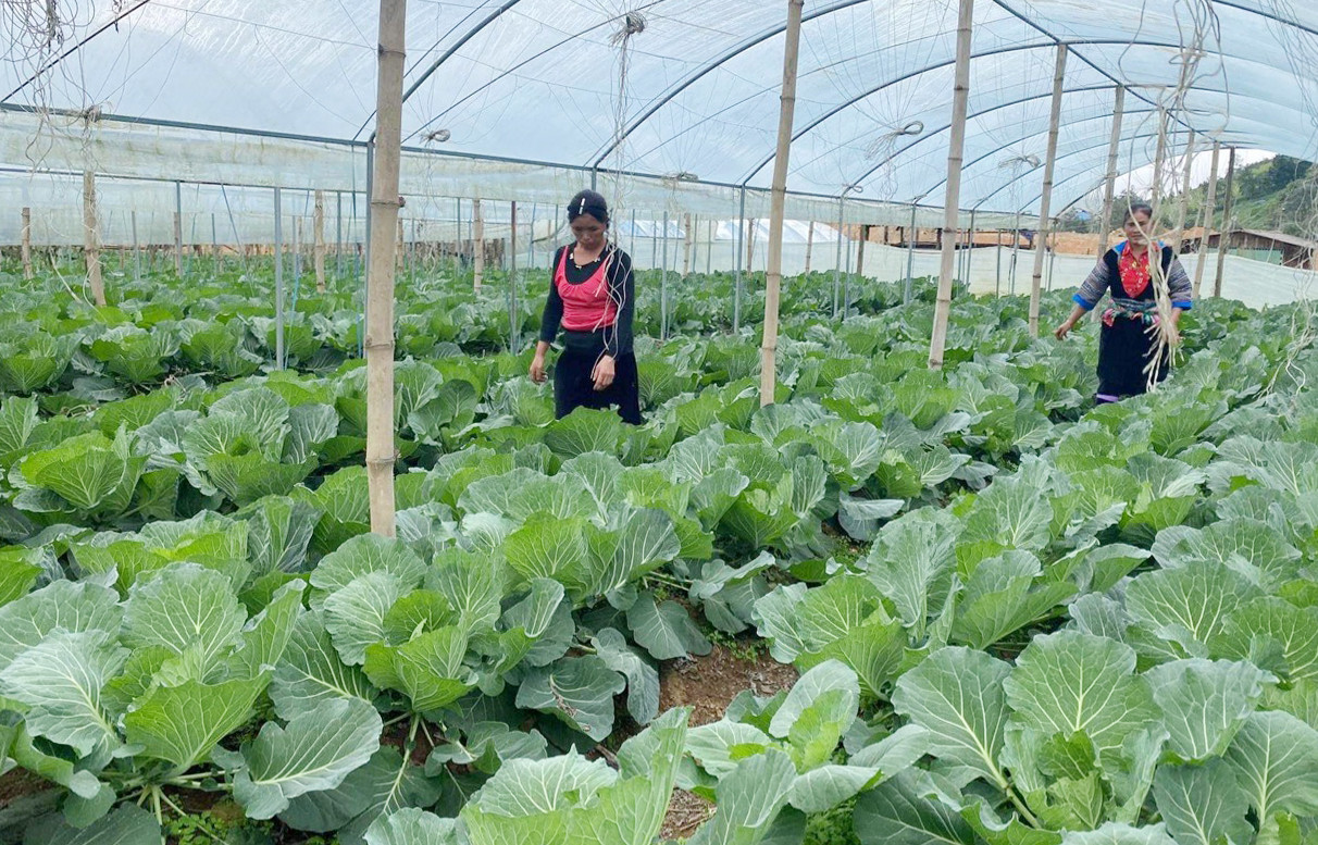 Người dân Sa Pa ứng dụng phương pháp kỹ thuật trồng rau trong nhà màng để tạo ra sản phẩm nông nghiệp sạch, chất lượng cao.