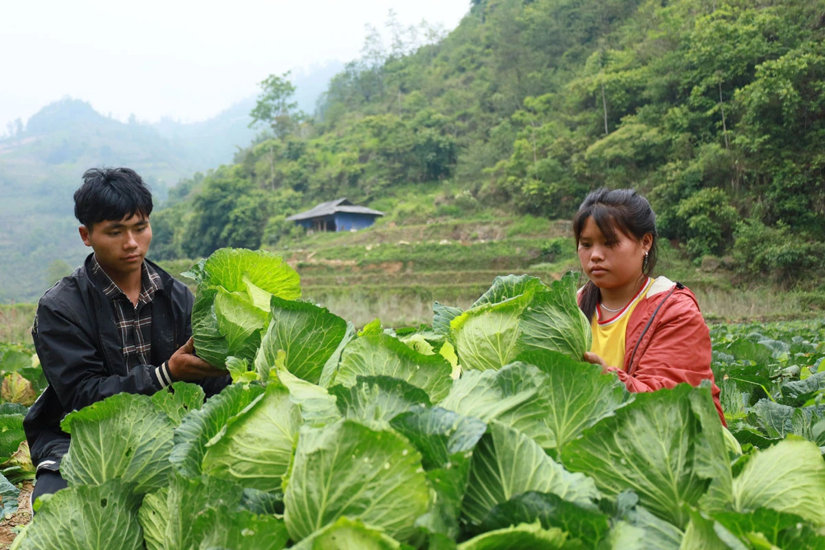 Nông dân thu hoạch rau.
