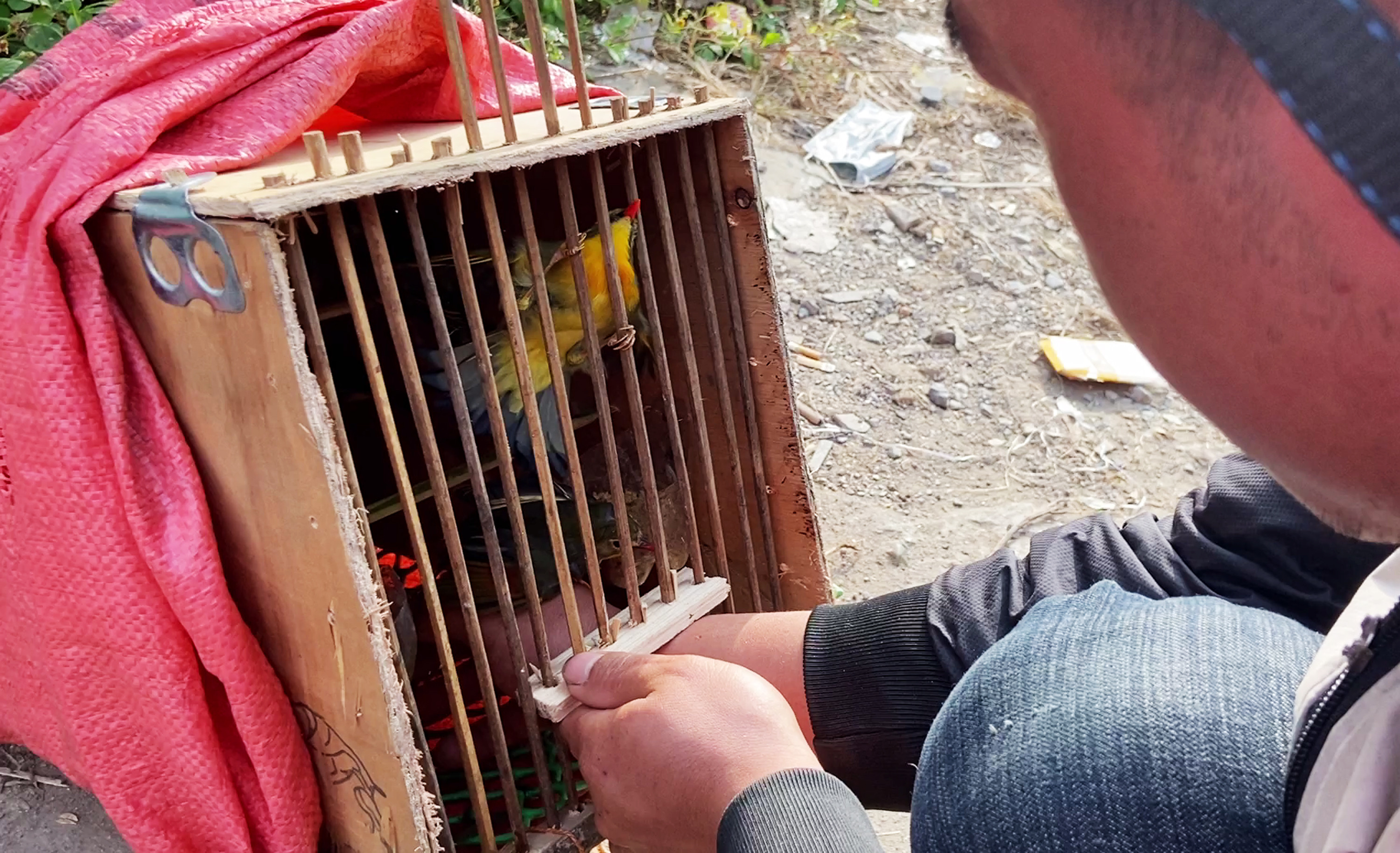 Lựa chọn mua chim.