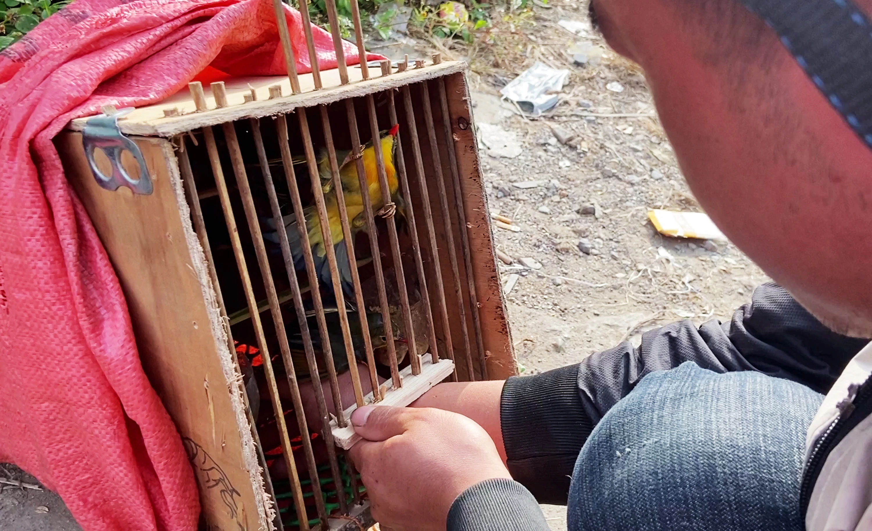 Lựa chọn mua chim.