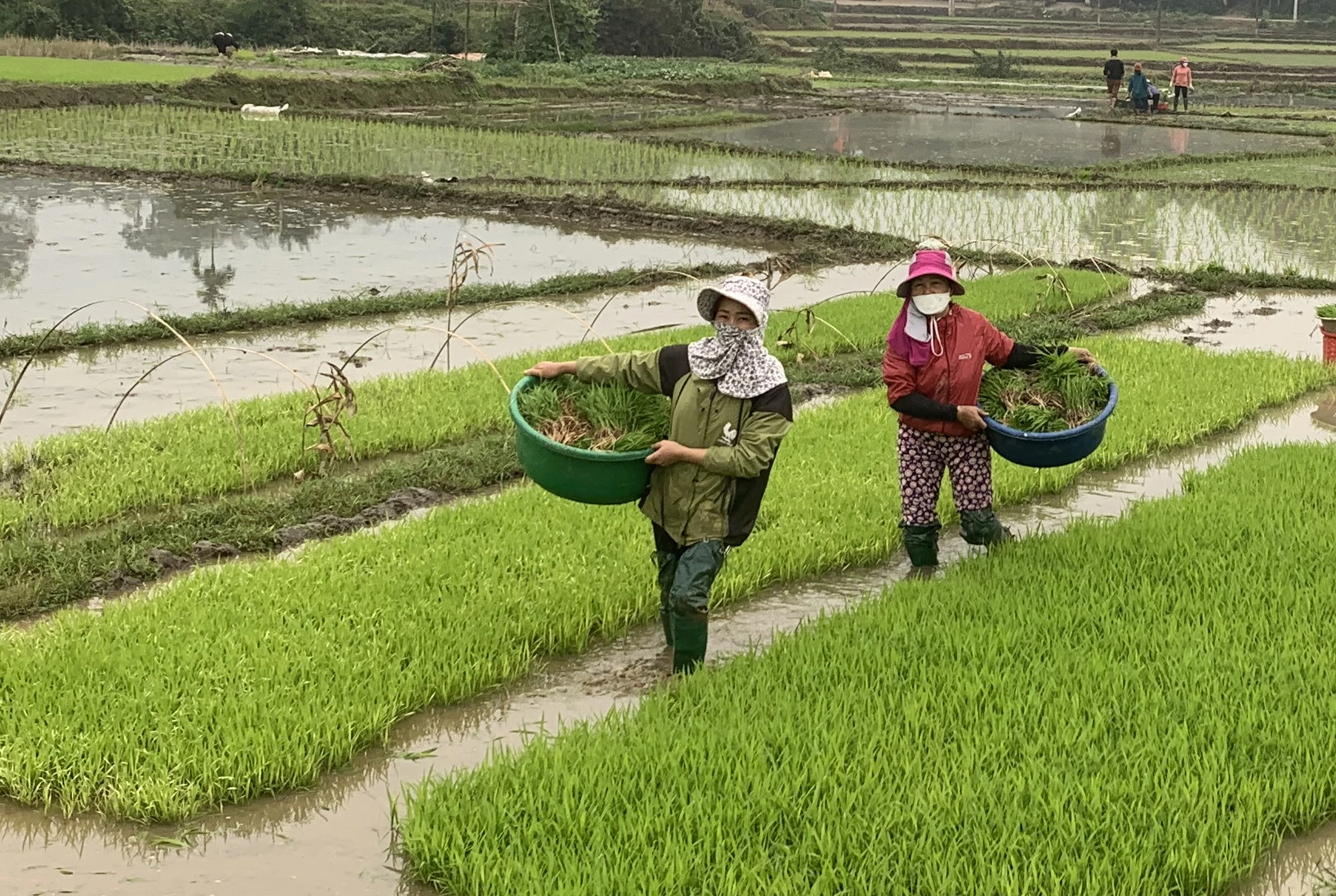 Chuẩn bị mạ để cấy. Nông dân đổi công để đẩy nhanh tiến độ cấy lúa xuân. Những giống lúa lựa chọn đưa vào cấy là giống có khả năng chống chịu sâu bệnh và năng suất cao, như Hương Thơm số 7, Hương Thuần 8, Thiên ưu 8... Bón phân NPK cho ruộng lúa mới cấy. Phun thuốc phòng, trừ ốc bươu vàng hại lúa. Nhiều diện tích cơ bản hoàn thành cấy lúa xuân theo đúng khung thời vụ.