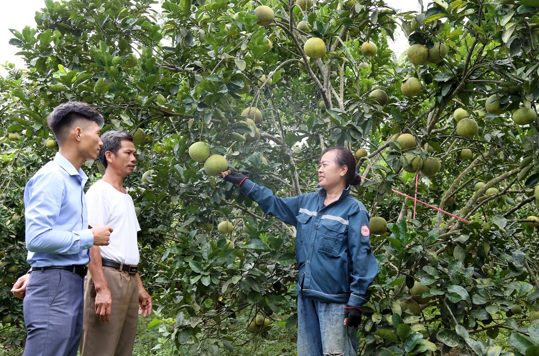 Bảo Thắng: Phát huy vai trò của HTX trong xây dựng nông thôn mớí ảnh 3