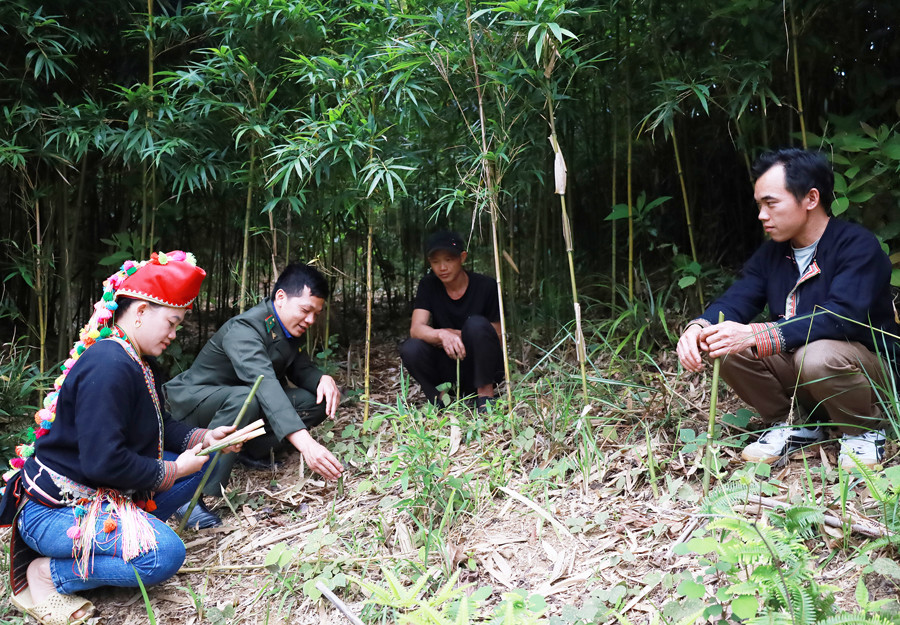 Mô hình trồng măng sặt giúp người dân xã Nậm Xé (Văn Bàn) nâng cao thu nhập. Mô hình trồng măng sặt giúp người dân xã Nậm Xé (Văn Bàn) nâng cao thu nhập.