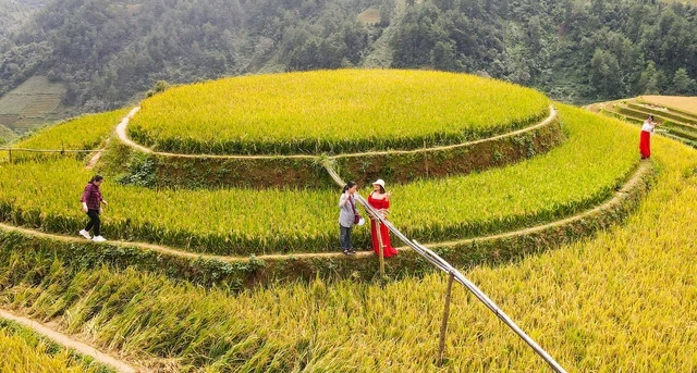 Bức tranh mùa vàng đẹp ngỡ ngàng của đồi mâm xôi ở Yên Bái - Ảnh 3.