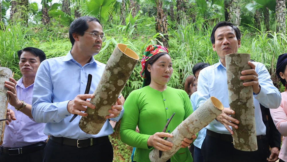 Chủ tịch UBND tỉnh Trịnh Xuân Trường trải nghiệm bóc vỏ quế cùng người dân xã Vĩnh Yên. Các đại biểu tham gia bóc vỏ quế cùng Nhân dân.