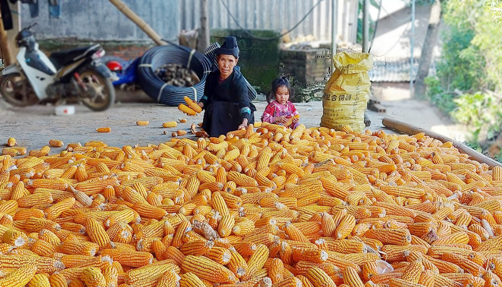 Người dân Thải Giàng Sán thu hoạch ngô. Người dân Thải Giàng Sán thu hoạch ngô.