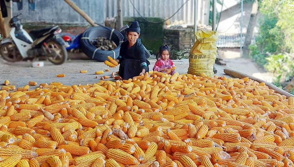 Người dân Thải Giàng Sán thu hoạch ngô.