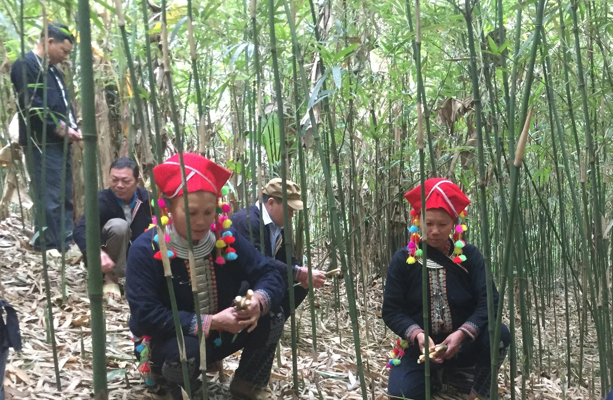 Người Dao đỏ xã Nậm Xây có thu nhập ổn đình từ trồng măng sặt.