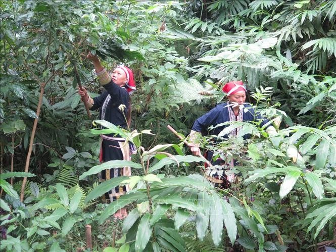 Phụ nữ Dao lên rừng hái lá thuốc.